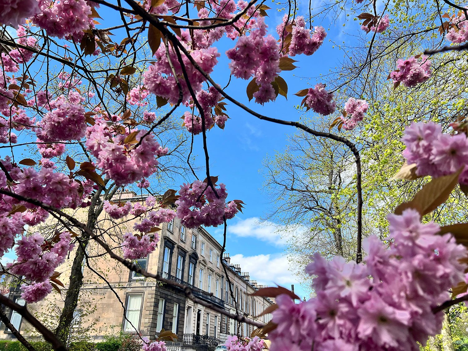 cherry blossom with sandstone Glasgow terrace and clear blue sky